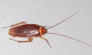 American cockroach on floor