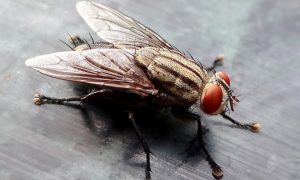 Housefly on bench