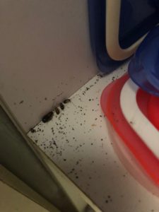 German cockroach droppings