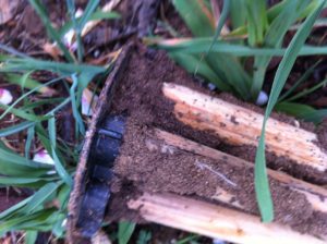 termite station under ground with activity pest control Barossa valley