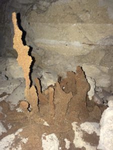 Termite tubes under house pest control Barossa valley