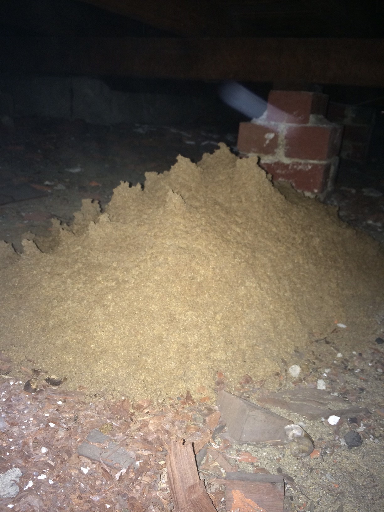 termite mound under house