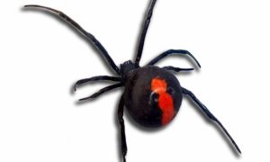 Red Back Spider picture