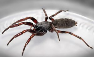 White Tailed Spider on plate