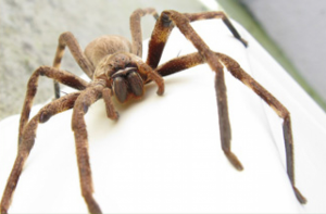 huntsman spider large pest control Port Pirie