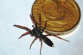 White tailed spider VS coin pest control