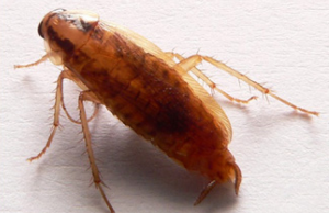German Cockroach adult pest control Port Pirie