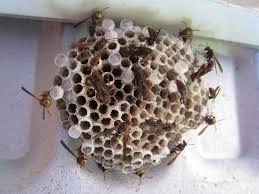 Wasps nest under eve pest control