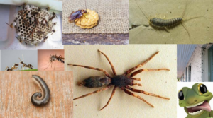 Pest Insects pest control services