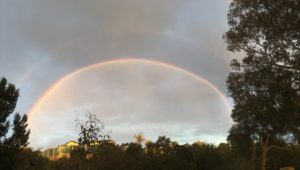 Rainbow between trees