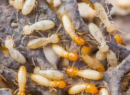 Termite activity pest control services