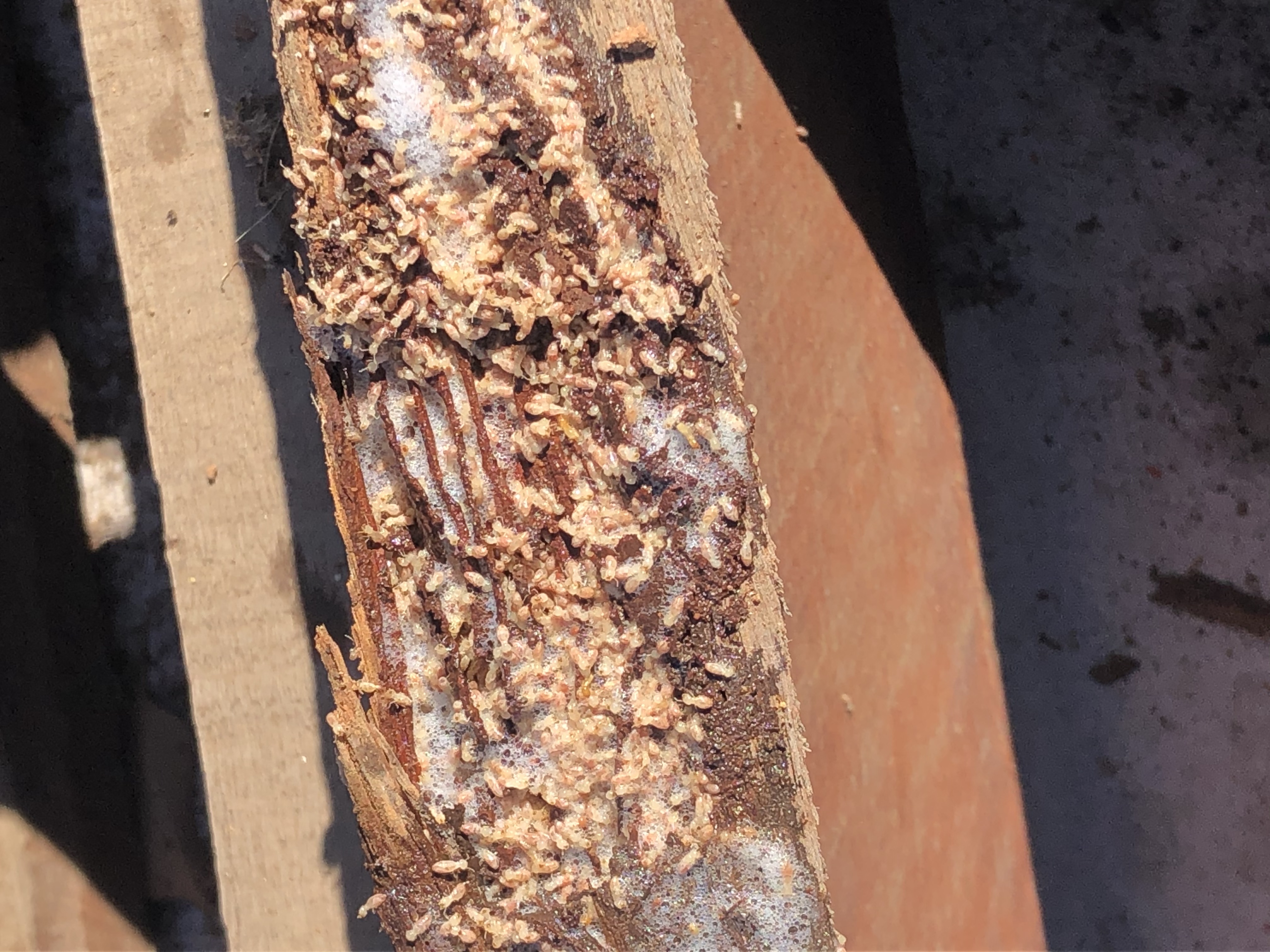 Termite activity to roof