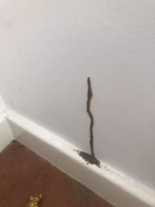 Termite activity in lounge room pest control Greedy Gecko