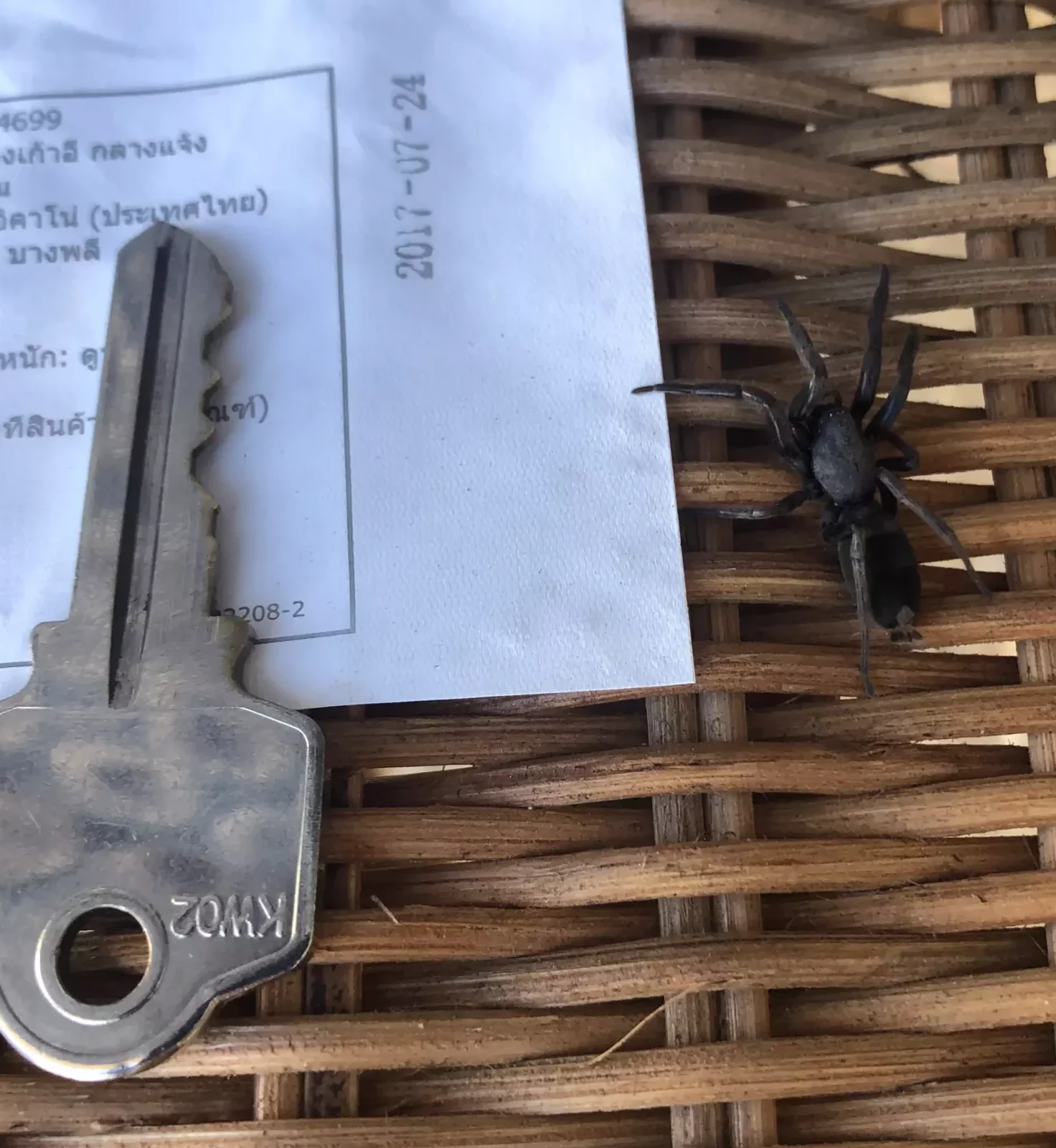 Pest Control for Spiders from 180 100 Pet Friendly EST 1996